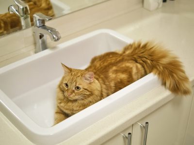 Tiere und Rohrreinigung